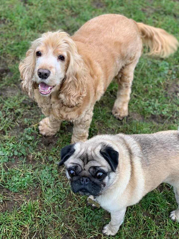 Happy dogs at Simply Dogs Berkshire — photo 1