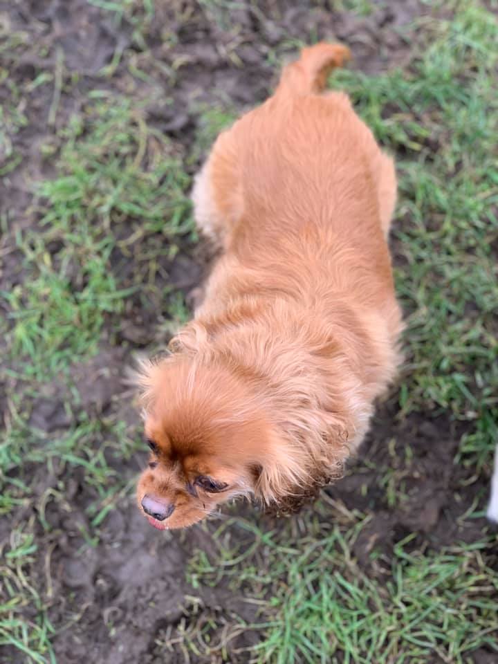 Happy dogs at Simply Dogs Berkshire — photo 2