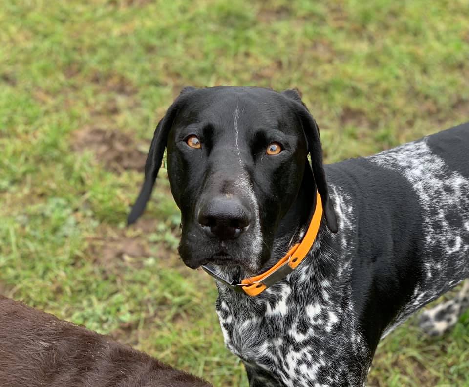 Happy dogs at Simply Dogs Berkshire — photo 3