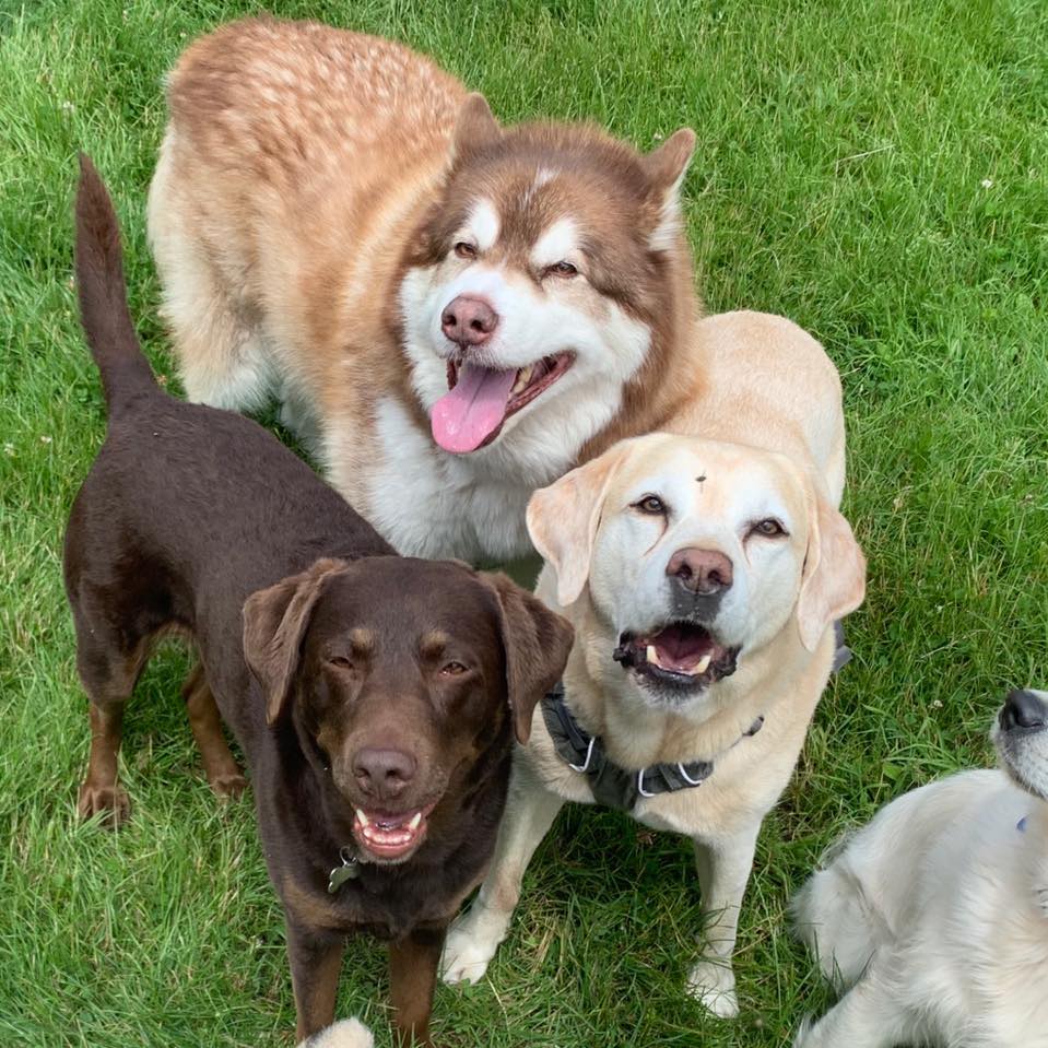 Happy dogs at Simply Dogs Berkshire — photo 4