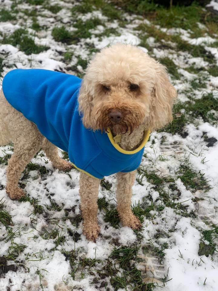 Happy dogs at Simply Dogs Berkshire — photo 5