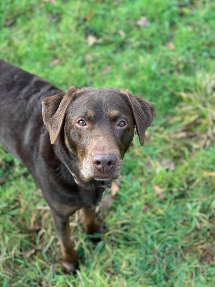 Happy dogs at Simply Dogs Berkshire — photo 6