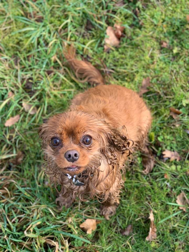 Happy dogs at Simply Dogs Berkshire — photo 7