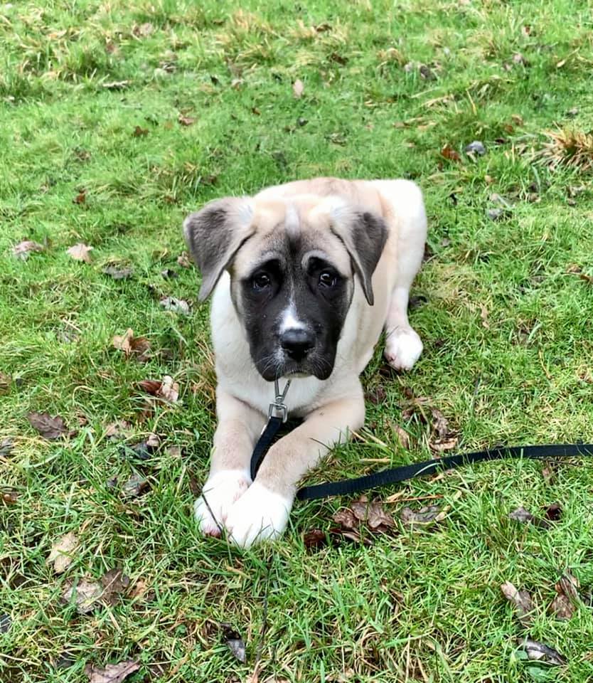 Happy dogs at Simply Dogs Berkshire — photo 9