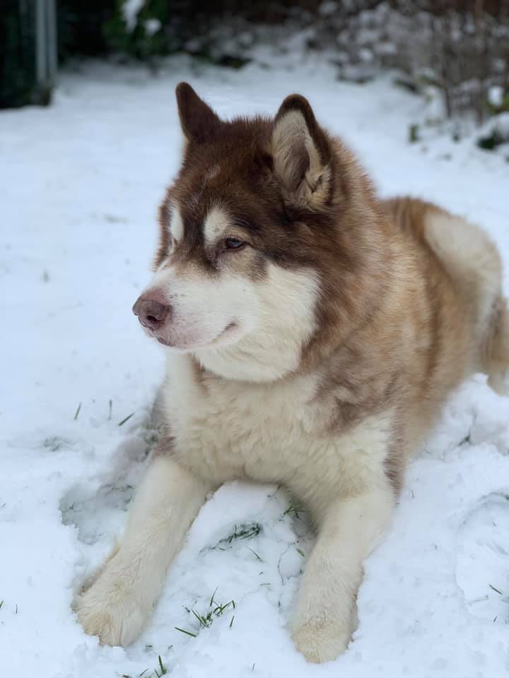 Happy dogs at Simply Dogs Berkshire — photo 11