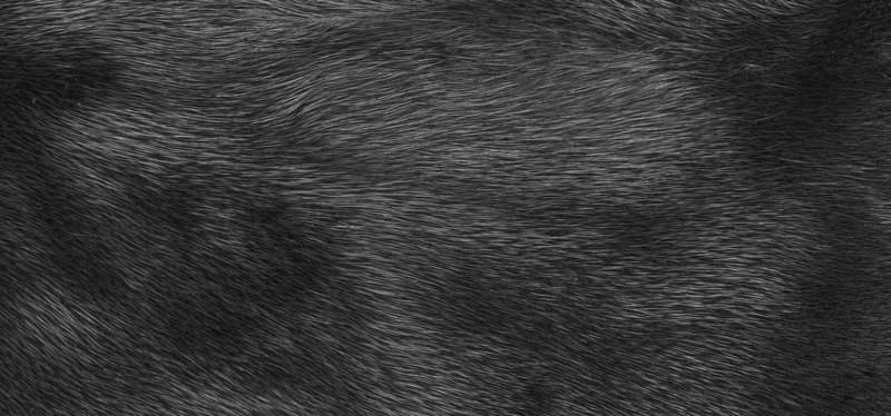 Dog agility training at Simply Dogs Berkshire